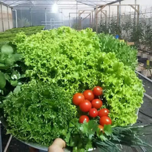 Produção variada no AQP-PRO aquaponia comercial